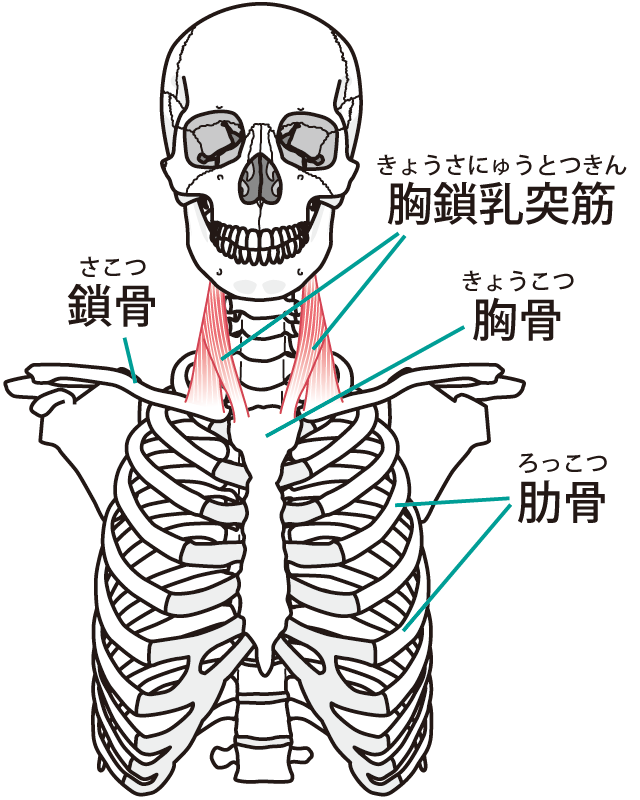 頭痛施術の前に行うべきこと 札幌の 自律神経整体院 西区発寒福耳整骨院